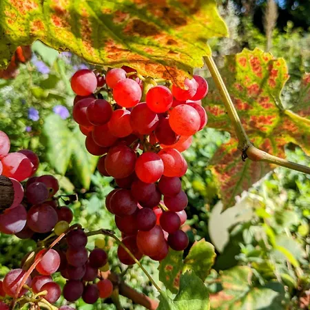 Apartman Kleine Galerie Fuer 3 Mit Kueche Kamin Netflix Parken Und Hofladen