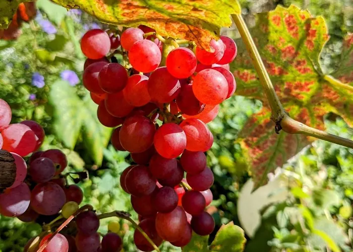 Apartamento Kleine Galerie Für 3 Mit Küche Kamin Netflix Parken Und Hofladen