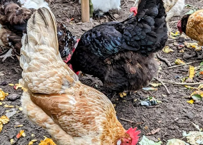 Kleine Galerie Für 3 Mit Küche Kamin Netflix Parken Und Hofladen Apartamento Steinhofel